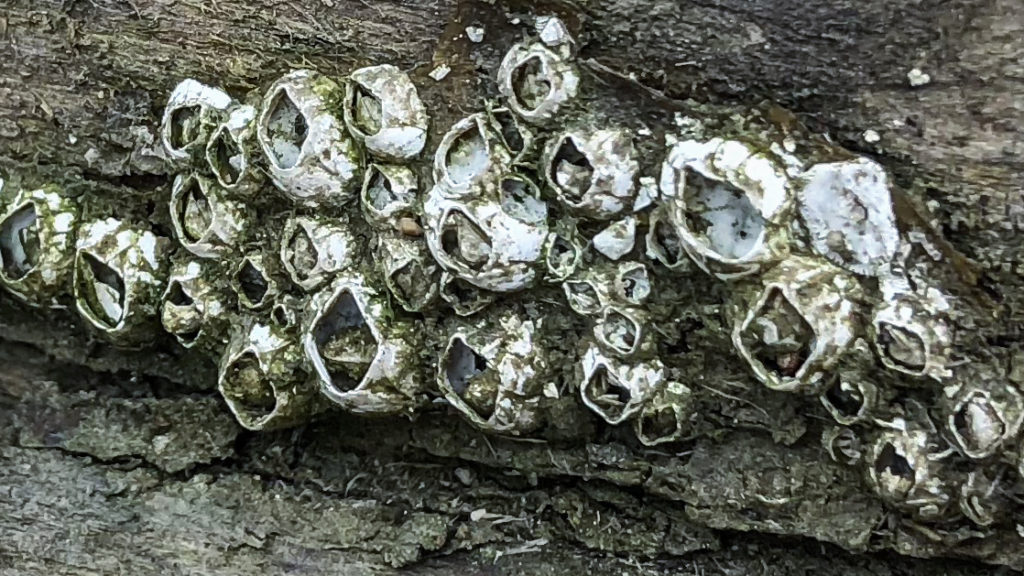 Marine Growth 1024x576 1