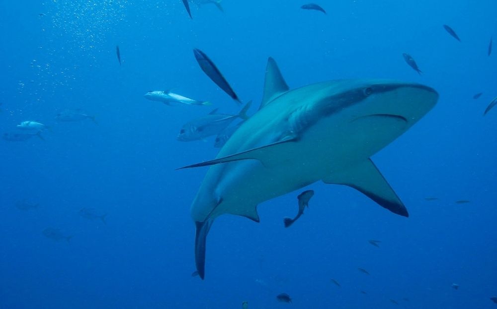 A shark in the blue ocean waters with fish surrounding it. It is one of the most popular scares and risks ever falling overboard.