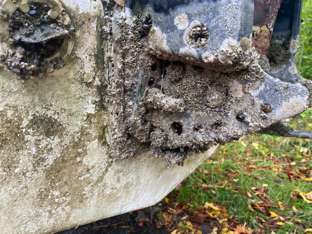 Example of Biofouling or the accumulation of marine organisms