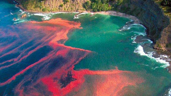 A non-toxic red tide bloom of Noctiluca scintillans in New Zealand. (M. Godfrey)