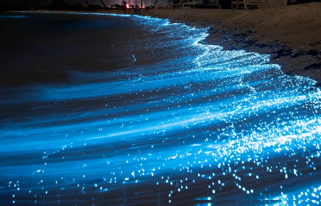 Bioluminescence- The Ocean's Natural Light Show