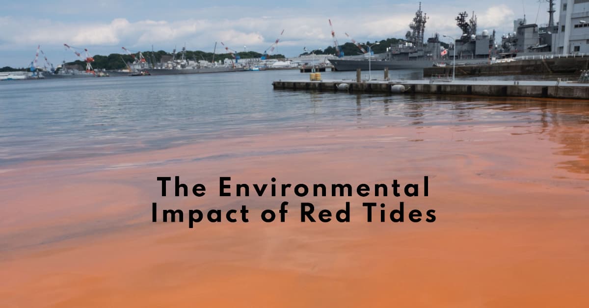 What is Red Tide? A Clear Explanation of this Harmful Algal Bloom