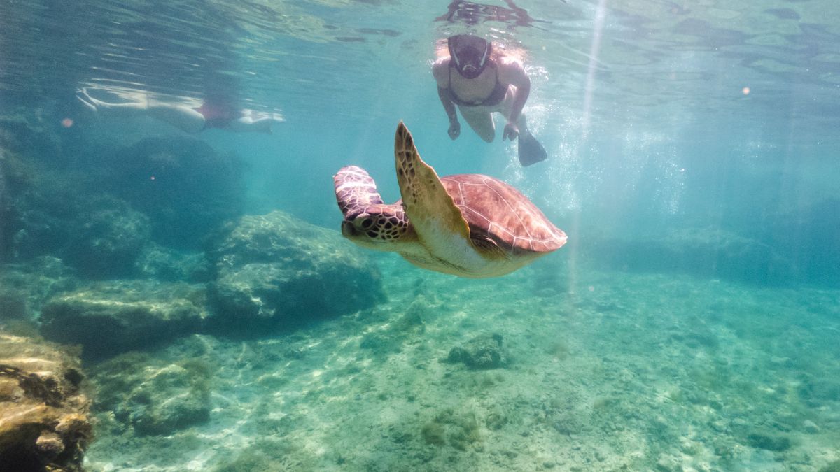Tips for First-Time Snorkelers in Hawaii