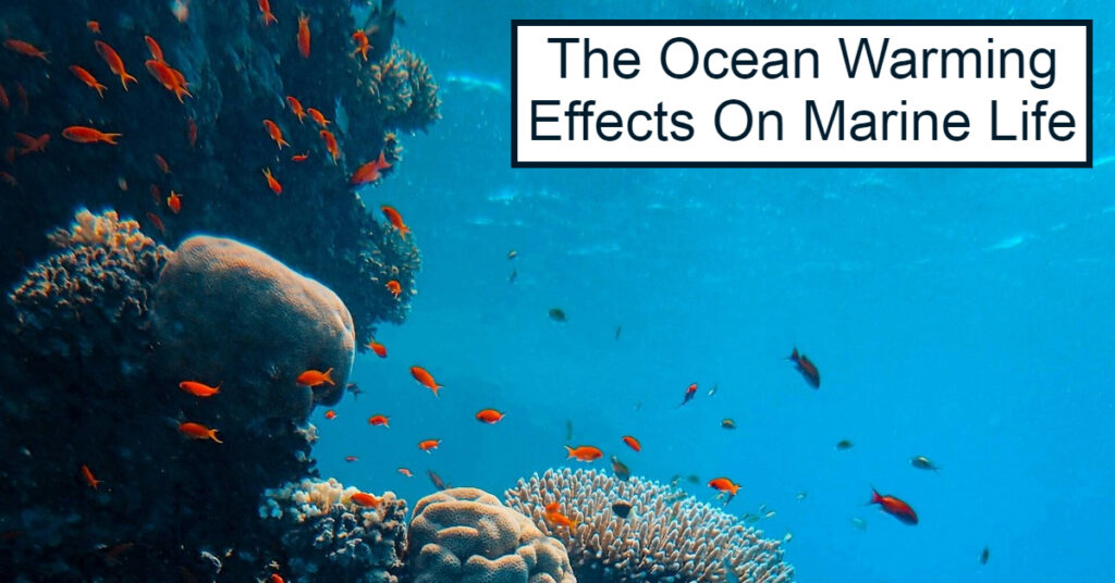 The Ocean Warming Effects on Marine Life