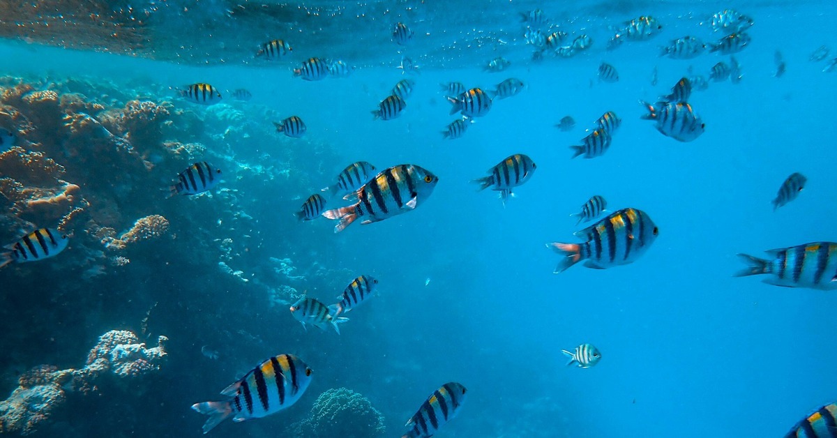 Illustration of High Water Temperature And Light Affects Marine Life